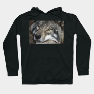 Timber Wolf - Closeup Hoodie